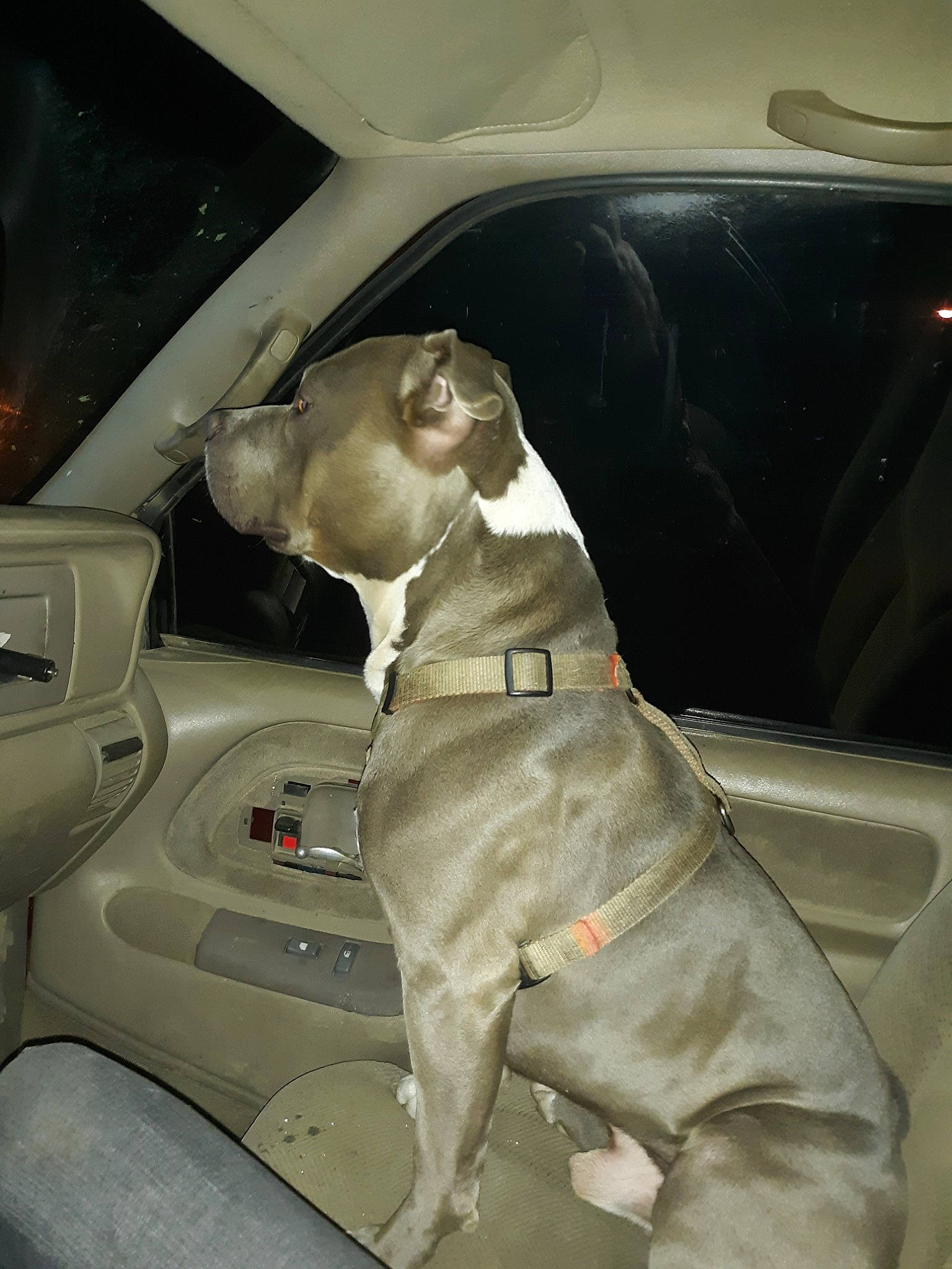 Diesel joined the competition — help win amazing prizes! automotive_exterior, canidae, car, car_seat, carnivore, dog, dog_breed, fawn, non_sporting_group, seat_belt, vehicle, vehicle_door