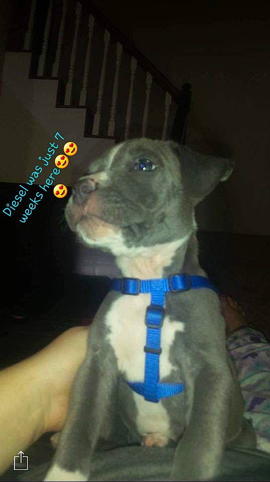 Diesel is registered to the contest to win money with this photo: american_pit_bull_terrier, canidae, carnivore, dog, dog_breed, ear, fawn, feist, mammal, non_sporting_group, pit_bull, puppy, snout, whiskers