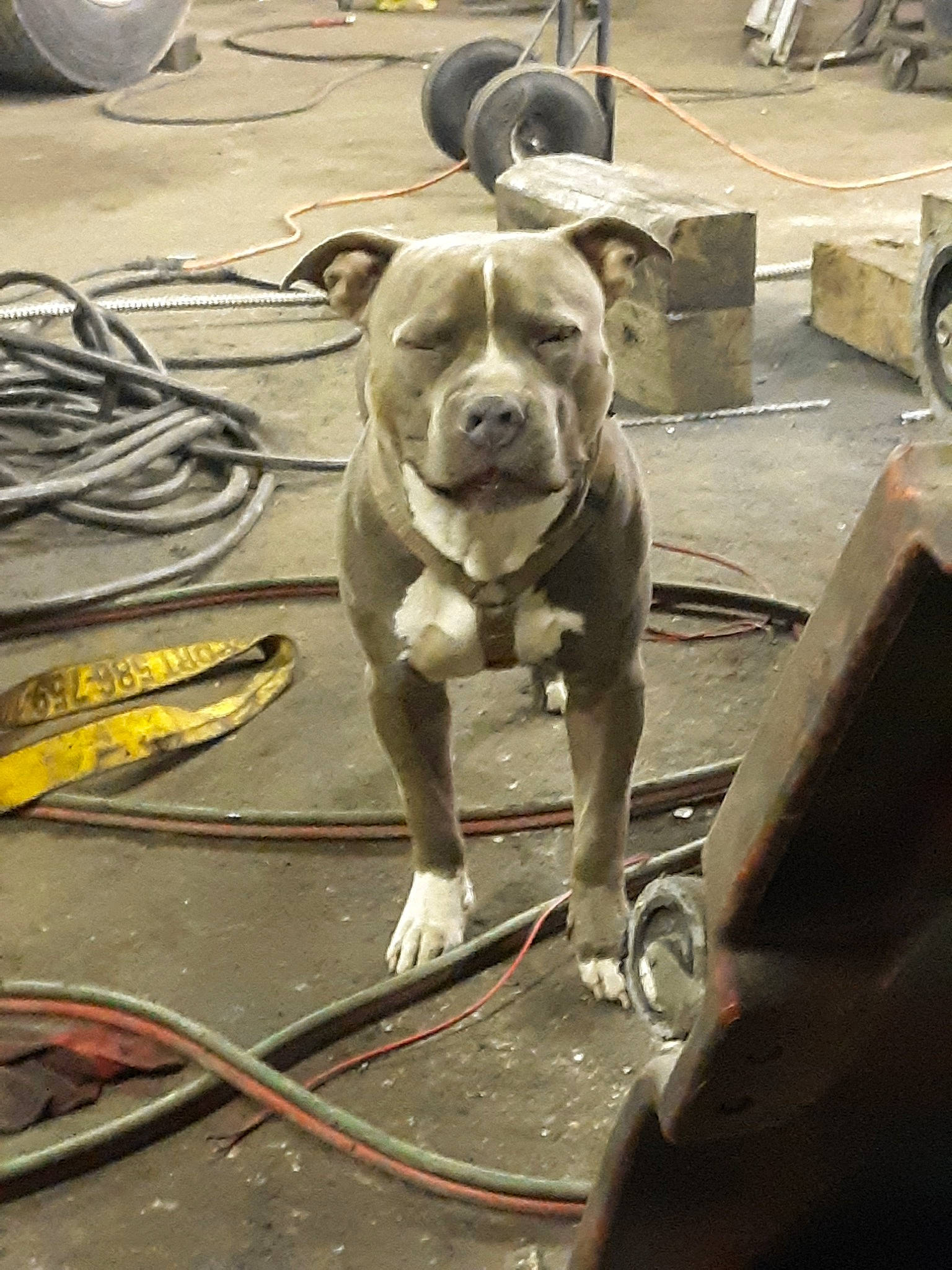 Diesel is registered to the contest to win money with this photo: american_pit_bull_terrier, canidae, carnivore, dog, dog_breed, fawn, non_sporting_group, pit_bull, snout