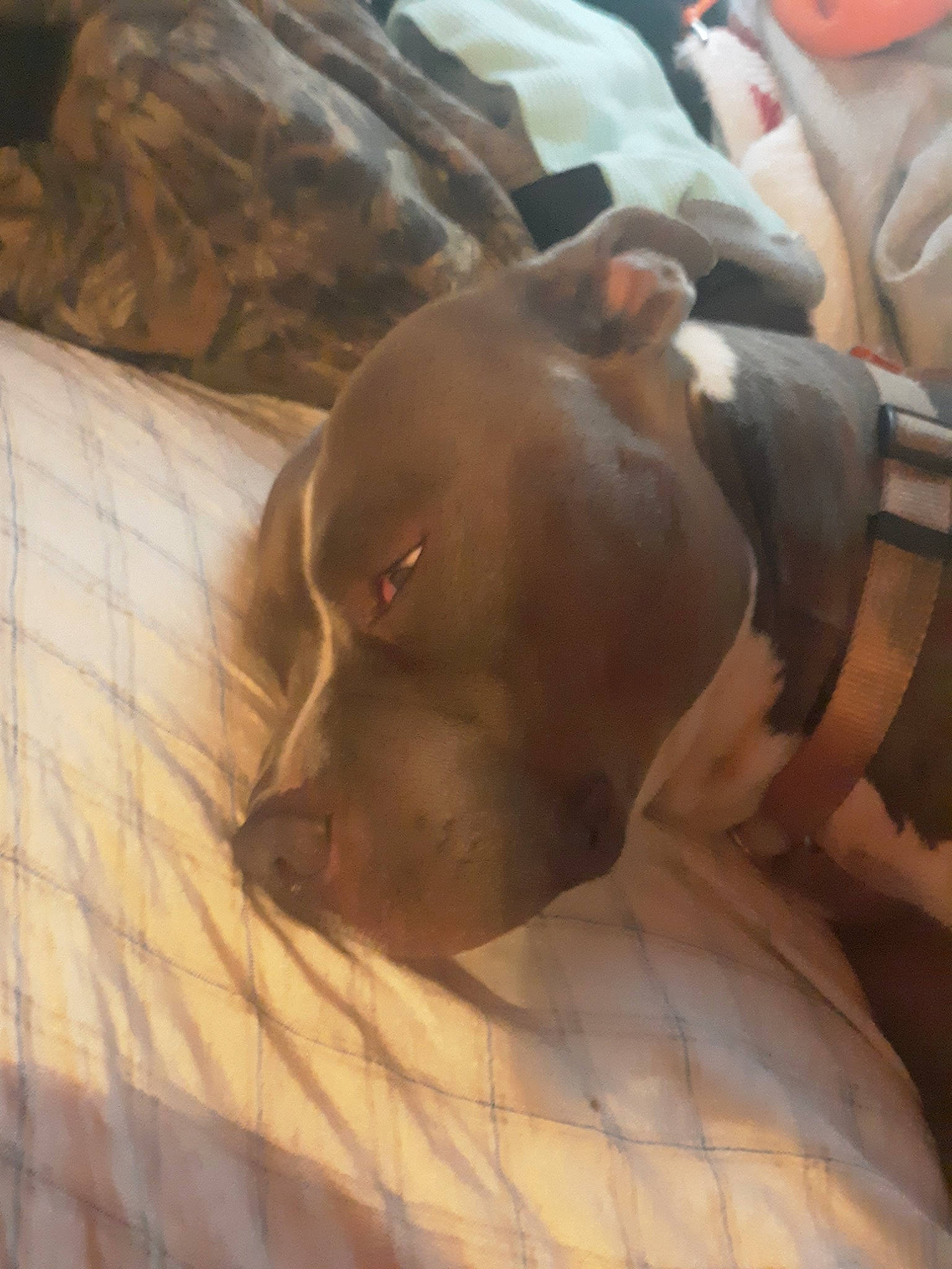 Diesel is registered to the contest to win money with this photo: american_pit_bull_terrier, canidae, carnivore, dog, dog_breed, ear, fawn, pit_bull, snout, sporting_group, weimaraner