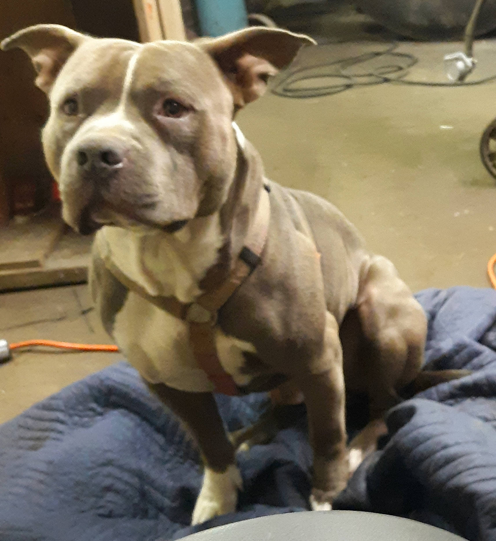 Diesel is registered to the contest to win money with this photo: american_bulldog, american_pit_bull_terrier, bandog, bulldog, bully_kutta, canidae, carnivore, dog, dog_breed, dorset_olde_tyme_bulldogge, fawn, mammal, non_sporting_group, olde_english_bulldogge, perro_de_presa_canario, pit_bull, rare_breed_dog, snout, sporting_group, vertebrate