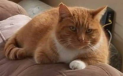 Houdini joined the competition — help win amazing prizes! aegean_cat, american_bobtail, american_wirehair, arabian_mau, asian, australian_mist, carnivore, cat, domestic_short_haired_cat, european_shorthair, fawn, felidae, kitten, mammal, organism, polydactyl_cat, small_to_medium_sized_cats, snout, tabby_cat, whiskers