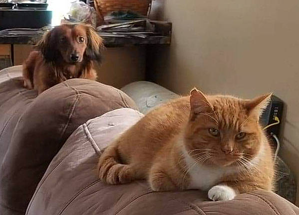 Houdini joined the competition — help win amazing prizes! abyssinian, canidae, carnivore, cat, companion_dog, dog_breed, fawn, felidae, furniture, kitten, mammal, nova_scotia_duck_tolling_retriever, small_to_medium_sized_cats, somali, sporting_group, vertebrate, whiskers