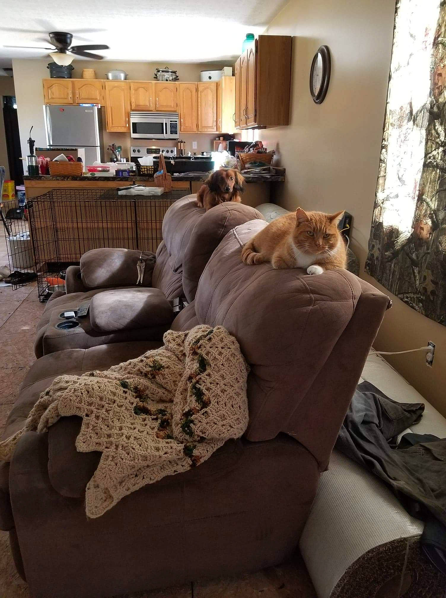 Houdini is registered to the contest to win money with this photo: bedding, bedroom, beige, canidae, cat, comfort, couch, fur, furniture, home, house, interior_design, linens, living_room, pillow, room, slipcover, table, tree, wood