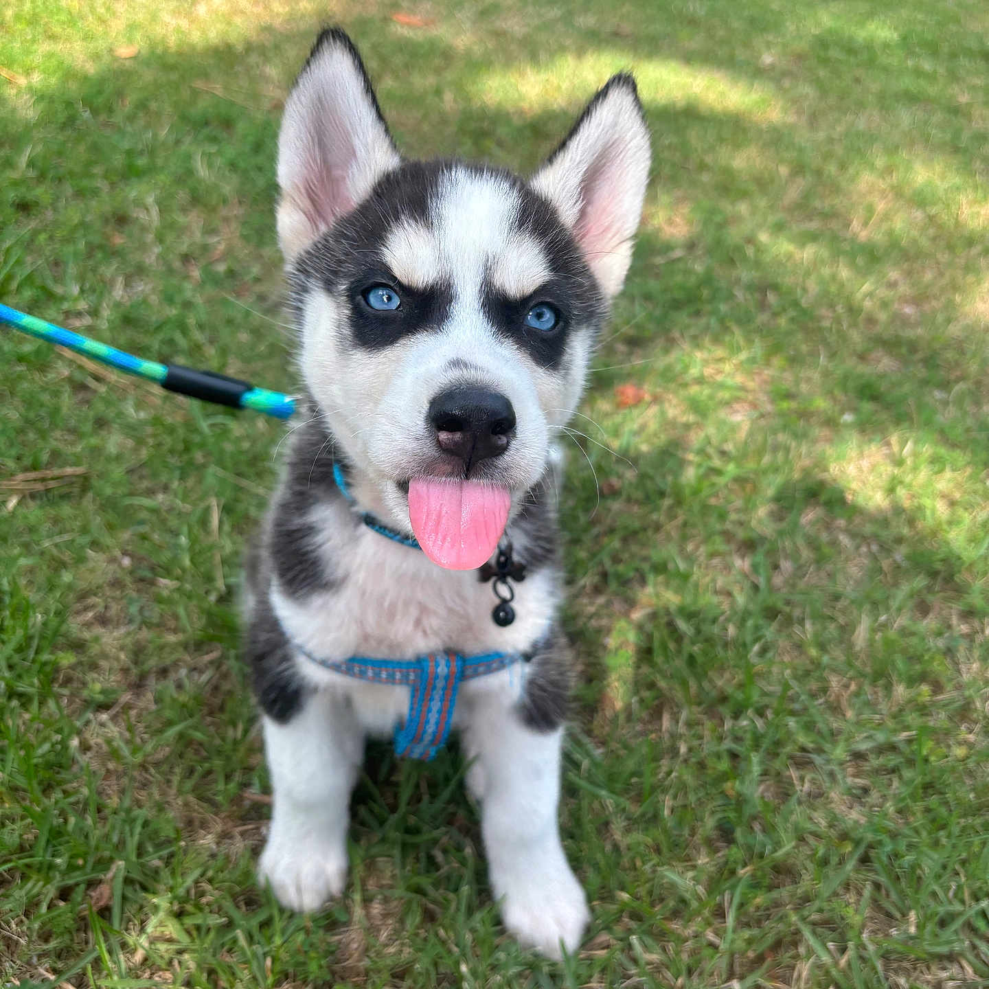 Zeus is registered to the contest to win money with this photo: accessories, animal, canine, dog, eskimodog, field, grass, grassland, herbal, herbs, husky, lawn, leash, nature, outdoors, park, pet, plant, puppy, strap