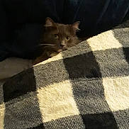 Misty joined the competition — help win amazing prizes! animal, black_and_white, blanket, cat, checkered, comfort, cozy, curious, dark_background, eyes, feline, fur, hidden, indoor, peeking, pet, quiet, resting, soft, whiskers