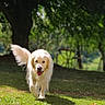Umi participe au concours pour gagner de l'argent avec cette photo : dog, golden_retriever, grass, sunlight, tree, outdoor, nature, pet, animal, canine, walking, greenery, daylight, park, happy, fur, tail, playful, mammal, summer