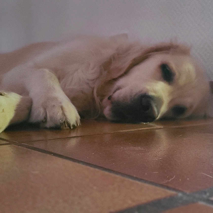 Umi participe au concours pour gagner de l'argent avec cette photo : dog, golden_retriever, lying_down, indoor, floor, tile_floor, resting, sleepy, pet, animal, canine, relaxed, close_up, paw, head, fur, muzzle, wall, corner, quiet