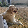 Umi a rejoint le concours — aidez-le/la à gagner de superbes lots ! dog, golden_retriever, outdoor, grass, pet, animal, house, sunlight, relaxed, panting, summer, footwear, sandals, side_view, nature, domestic, canine, furry, resting, yard