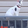Miracle joined the competition — help win amazing prizes! air_conditioner, animal, background, cat, collar, curious, domestic_cat, feline, gray, gray_patch, house, metal, outdoor, perched, pet, red_collar, side_view, siding_wall, vent, white_cat