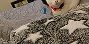 Miracle is registered to the contest to win money with this photo: bed, bedroom, blanket, cat, collar, cozy, domestic, dorm_room, feline, furniture, fuzzy, gray_patch, indoor, pet, quilt, relaxing, sleepy, star_pattern, toy, white_cat