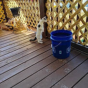 Miracle is registered to the contest to win money with this photo: animal, backyard, black_spots, blue_bucket, cat, curious, daylight, domestic_animal, fence, floorboards, lattice_fence, nature, outdoor, pet, quiet, standing, sunlight, white_cat, wicker_basket, wooden_porch