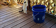 Miracle is registered to the contest to win money with this photo: animal, backyard, black_spots, blue_bucket, cat, curious, daylight, domestic_animal, fence, floorboards, lattice_fence, nature, outdoor, pet, quiet, standing, sunlight, white_cat, wicker_basket, wooden_porch