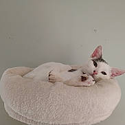 Miracle is registered to the contest to win money with this photo: cat, white_cat, gray_spot, cat_bed, fluffy_bed, pet, relaxed, indoor, feline, cute, paw, ears, resting, cozy, animal, sleepy, domestic_cat, soft_texture, home, calm