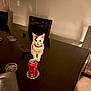 Miracle joined the competition — help win amazing prizes! ashtray, cat, chair, coaster, curious, domestic, door, furniture, gray_cat, indoor, pet, red_collar, shadow, soda_can, soft_lighting, still_life, table, wall, white_cat, wooden_table