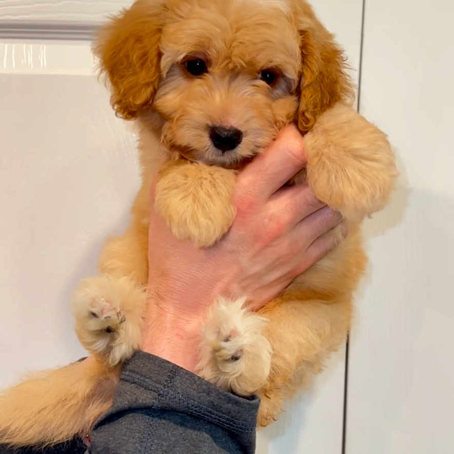 Sunny is registered to the contest to win money with this photo: adorable, animal, canine, cute, dog, domestic_animal, fluffy, friendly, fur, hand, holding, indoor, mammal, person, pet, portrait, puppy, small, white_background, young