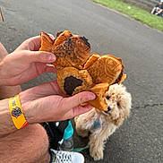 Butterscotch joined the competition — help win amazing prizes! bite, candid, casual, curious, dog, fish_shaped_pastry, fluffy_dog, food, hand, leash, outdoor, pastry, pavement, person, shoe, snack, sneaker, waiting, water_bottle, wristband