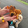 bite, candid, casual, curious, dog, fish_shaped_pastry, fluffy_dog, food, hand, leash, outdoor, pastry, pavement, person, shoe, snack, sneaker, waiting, water_bottle, wristband