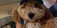 Butterscotch is registered to the contest to win money with this photo: animal, blue_hat, canine, collar, cozy, curly_fur, cute, dog, domestic_animal, ears, face, fluffy, fur, hat, indoor, leash, mammal, nose, pet, portrait
