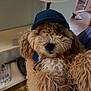 animal, blue_hat, canine, collar, cozy, curly_fur, cute, dog, domestic_animal, ears, face, fluffy, fur, hat, indoor, leash, mammal, nose, pet, portrait