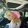 Butterscotch is registered to the contest to win money with this photo: animal, cap, car_interior, companion, curly_fur, cute, daytime, dog, fluffy_dog, leisure, looking_out_window, passenger_seat, pet, pink_cap, road_trip, seat, sunlight, travel, vehicle, window