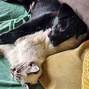 Est Goujot a rejoint le concours — aidez-le/la à gagner de superbes lots ! dog, puppy, cat, fluffy, snuggling, cozy, blanket, pillow, indoor, resting, cute, pet, animal, fur, sleeping, friendship, companion, relaxing, sofa, domestic