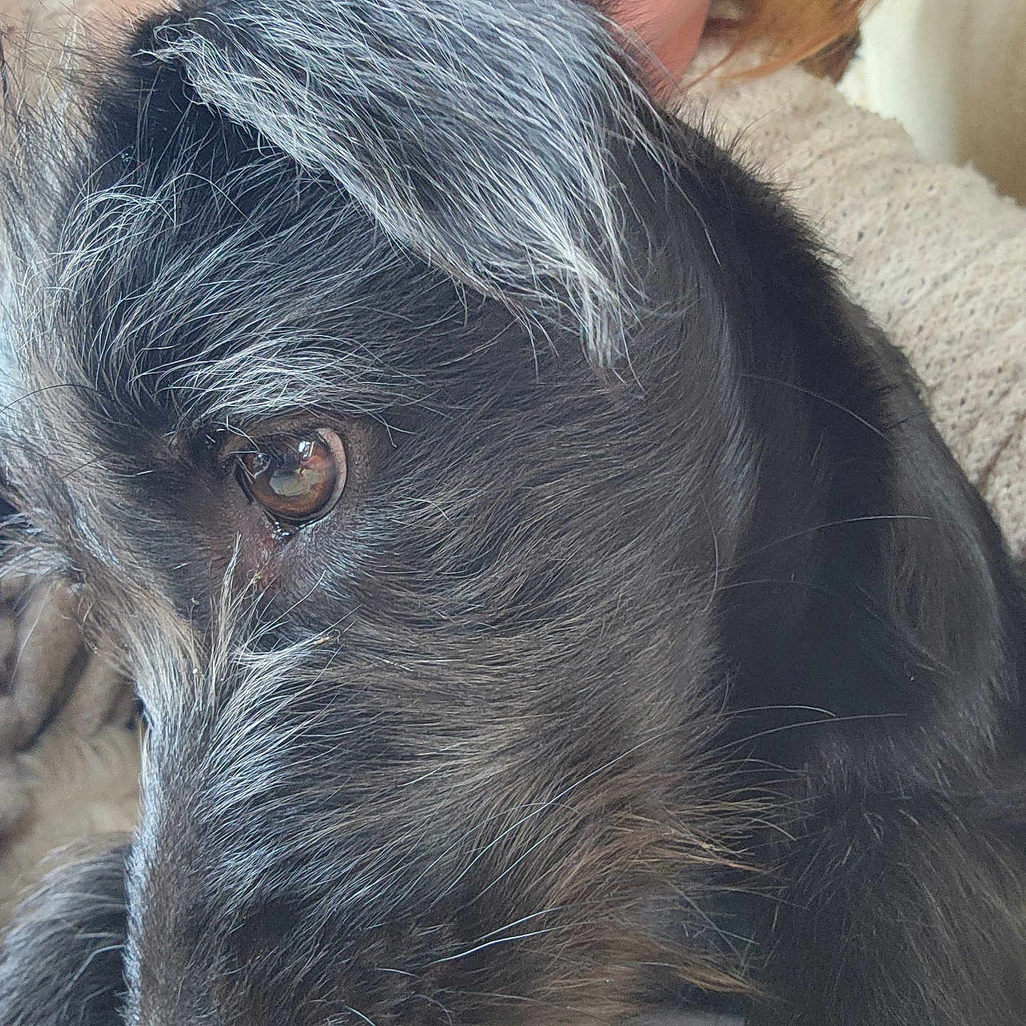 Est Goujot a rejoint le concours — aidez-le/la à gagner de superbes lots ! animal, black_fur, blanket, close_up, companion, cozy, cute, dog, eye_reflection, fur_texture, grey_fur, indoor, knitted, pet, portrait, relaxation, resting, snout, soft_light, whiskers