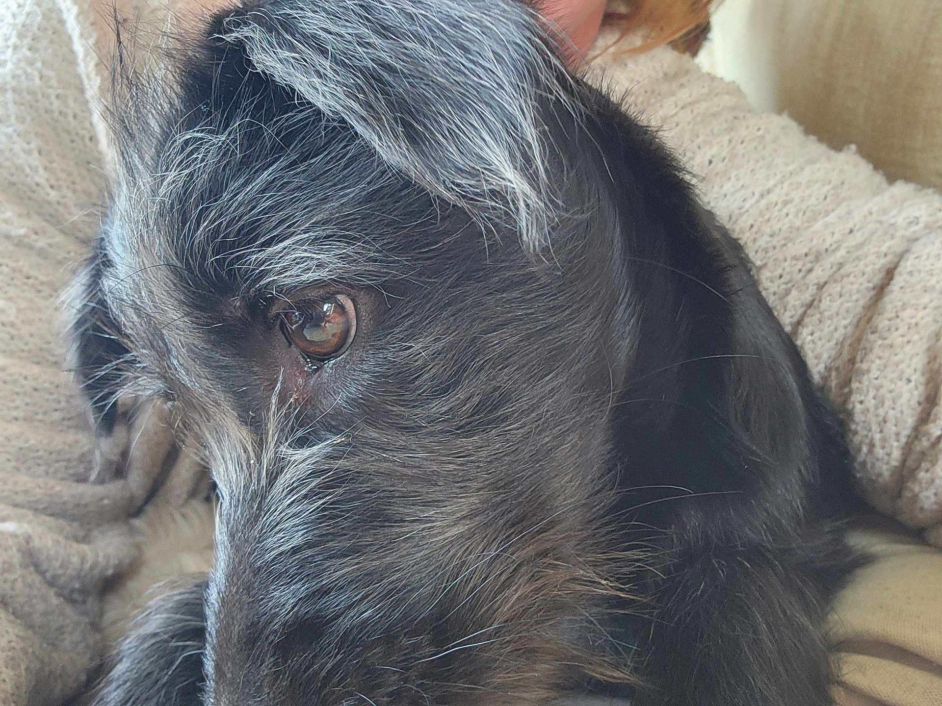 Est Goujot a rejoint le concours — aidez-le/la à gagner de superbes lots ! dog, close_up, black_fur, grey_fur, pet, animal, cozy, blanket, knitted, resting, fur_texture, portrait, indoor, soft_light, cute, snout, whiskers, eye_reflection, companion, relaxation