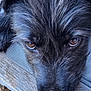 dog, close_up, face, eyes, black_fur, wood, texture, mesh, animal, pet, outdoor, snout, canine, fur, portrait, resting, detail, nature, looking, calm