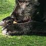 Est Goujot participe au concours pour gagner de l'argent avec cette photo : dog, black_dog, grass, outdoor, pet, animal, paw, chewing, close_up, fur, sunlight, nature, canine, treat, resting, snout, nose, daylight, playful, relaxed