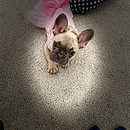 Laddii Bella is registered to the contest to win money with this photo: animal, carpet, cute, dog, dog_bed, domestic_animal, ears_up, floor, french_bulldog, indoor, light_spot, looking_up, pet, pet_accessory, pink_dress, playful, puppy, small_dog, toy, tutu