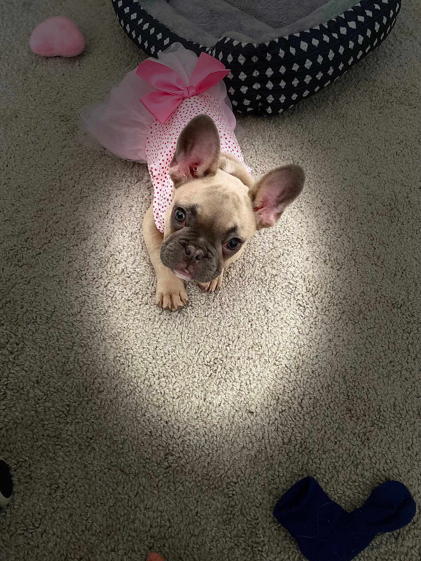 Laddii Bella