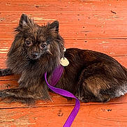 Raven joined the competition — help win amazing prizes! dog, leash, pet, fur, outdoor, wooden_deck, animal, purple_leash, tag, resting, brown_fur, canine, companion, domestic_animal, paw, tail, ears, alert, relaxed, surface