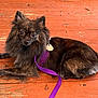 dog, leash, pet, fur, outdoor, wooden_deck, animal, purple_leash, tag, resting, brown_fur, canine, companion, domestic_animal, paw, tail, ears, alert, relaxed, surface