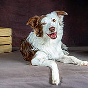 Alfie a rejoint le concours — aidez-le/la à gagner de superbes lots ! animal, background, brown_and_white, canine, crate, dog, ears, expression, friendly, fur, happy, indoor, lying_down, muzzle, paw, pet, portrait, smiling, studio, wood