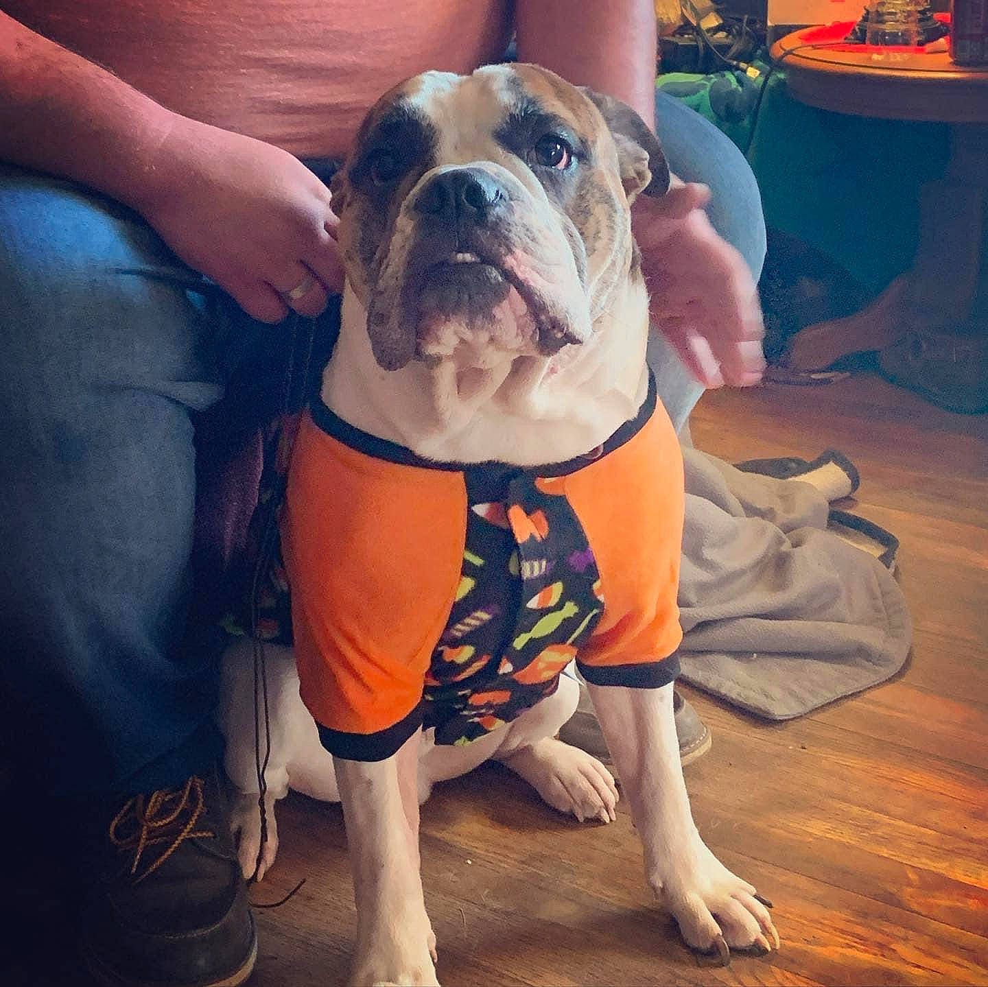 Grizzly is registered to the contest to win money with this photo: bulldog, canidae, carnivore, chair, companion_dog, dog, dog_breed, dog_clothes, dog_supply, electric_blue, fawn, flooring, human_leg, molosser, orange, snout, sporting_group, sportswear, thigh, toy_dog