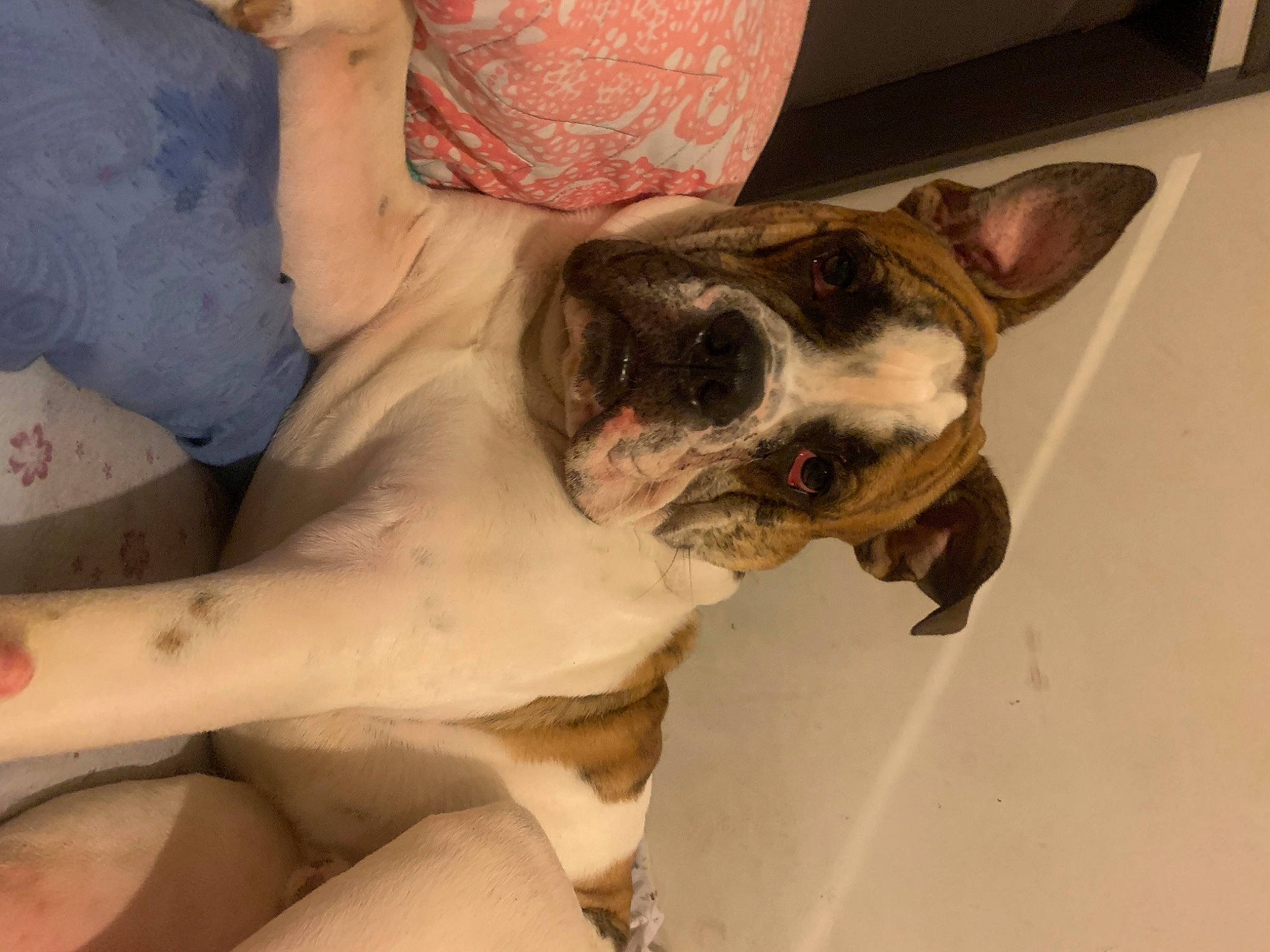 Grizzly joined the competition — help win amazing prizes! boston_terrier, canidae, carnivore, collar, comfort, companion_dog, dog, dog_breed, ear, fawn, flesh, fur, human_leg, jaw, paw, snout, sporting_group, toy_dog, whiskers, working_animal