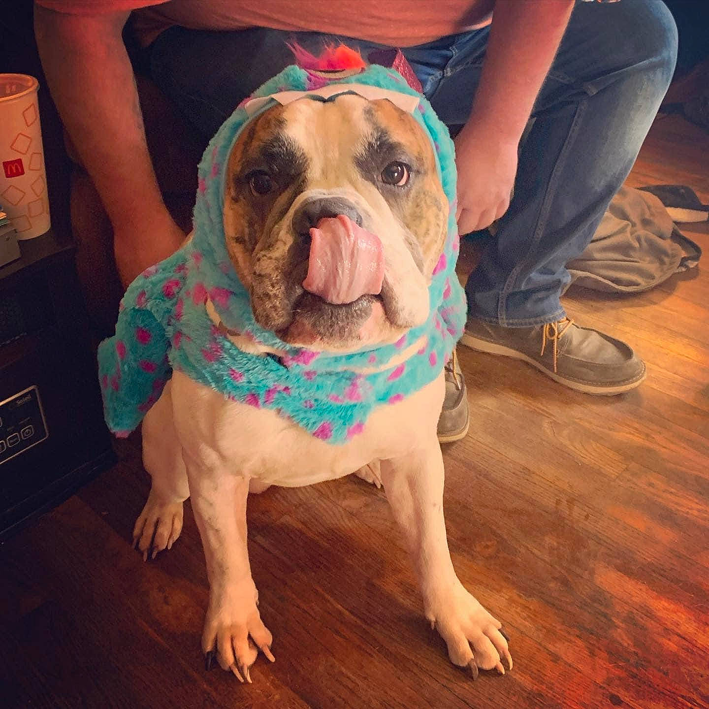 Grizzly is registered to the contest to win money with this photo: bulldog, canidae, carnivore, comfort, companion_dog, dog, dog_breed, fawn, floor, flooring, foot, hardwood, human_leg, snout, sporting_group, toy_dog, white_english_bulldog, wood, wood_flooring, wrinkle