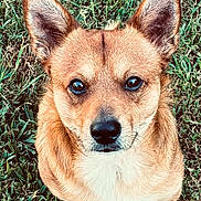 Phoenix is registered to the contest to win money with this photo: dog, canine, pet, animal, grass, outdoor, ears, fur, brown_fur, white_fur, portrait, looking_up, cute, nature, muzzle, nose, whiskers, alert, companion, friendly