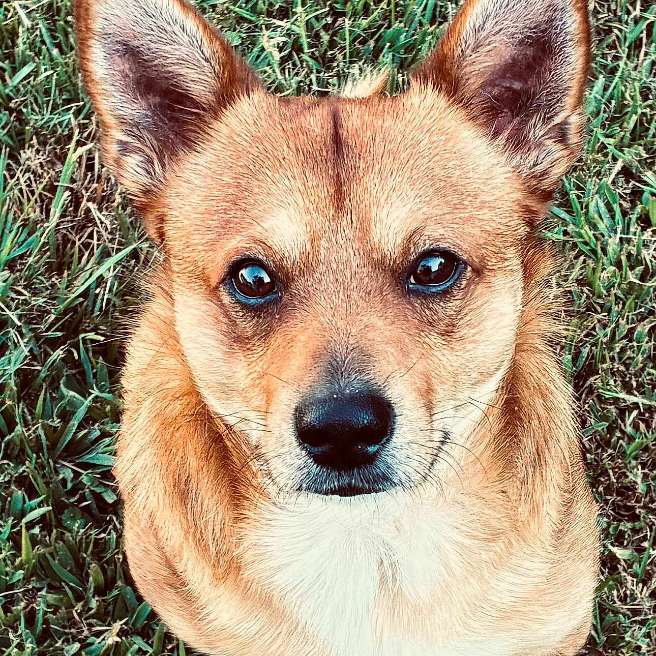 Phoenix is registered to the contest to win money with this photo: alert, animal, brown_fur, canine, companion, cute, dog, ears, friendly, fur, grass, looking_up, muzzle, nature, nose, outdoor, pet, portrait, whiskers, white_fur