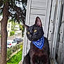 animal, black_cat, blue_bandana, building, car, cat, daylight, domestic_cat, ears, fur, greenery, looking_away, outdoor, pet, portrait, suburban, tree, whiskers, window, yellow_eyes