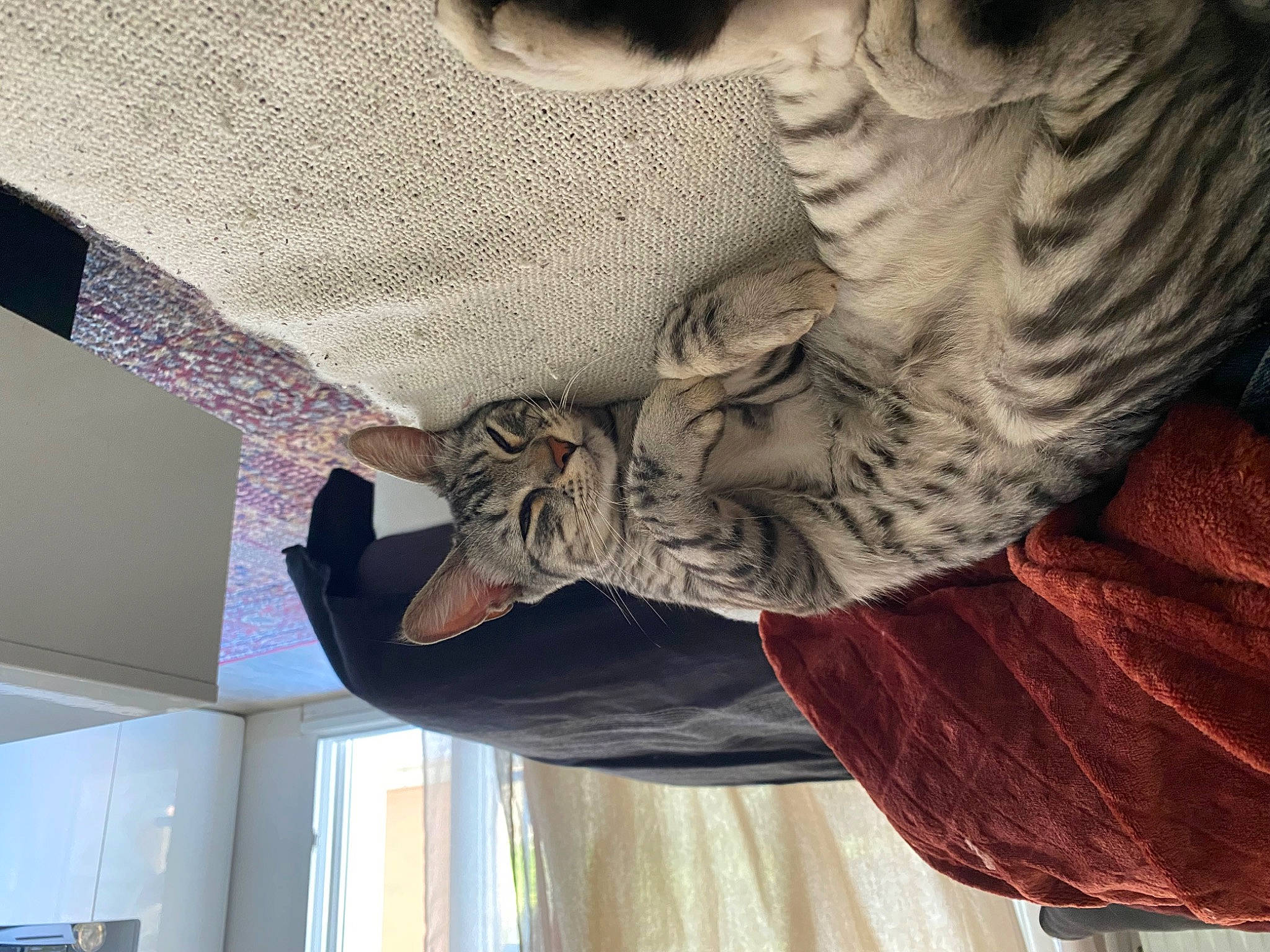 Sirius participe au concours pour gagner de l'argent avec cette photo : art, beard, dress, felidae, fur, linens, metal, pattern, room, sculpture, sleeve, statue, textile, tints_and_shades, visual_arts, wing, wood, wrinkle