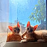 animals, cat, close_up, curious, curtain, cute, feline, ginger_cat, green_leaves, indoor, kitten, orange_fur, outdoor_view, pets, portrait, relaxed, sunlight, two_cats, window, windowsill