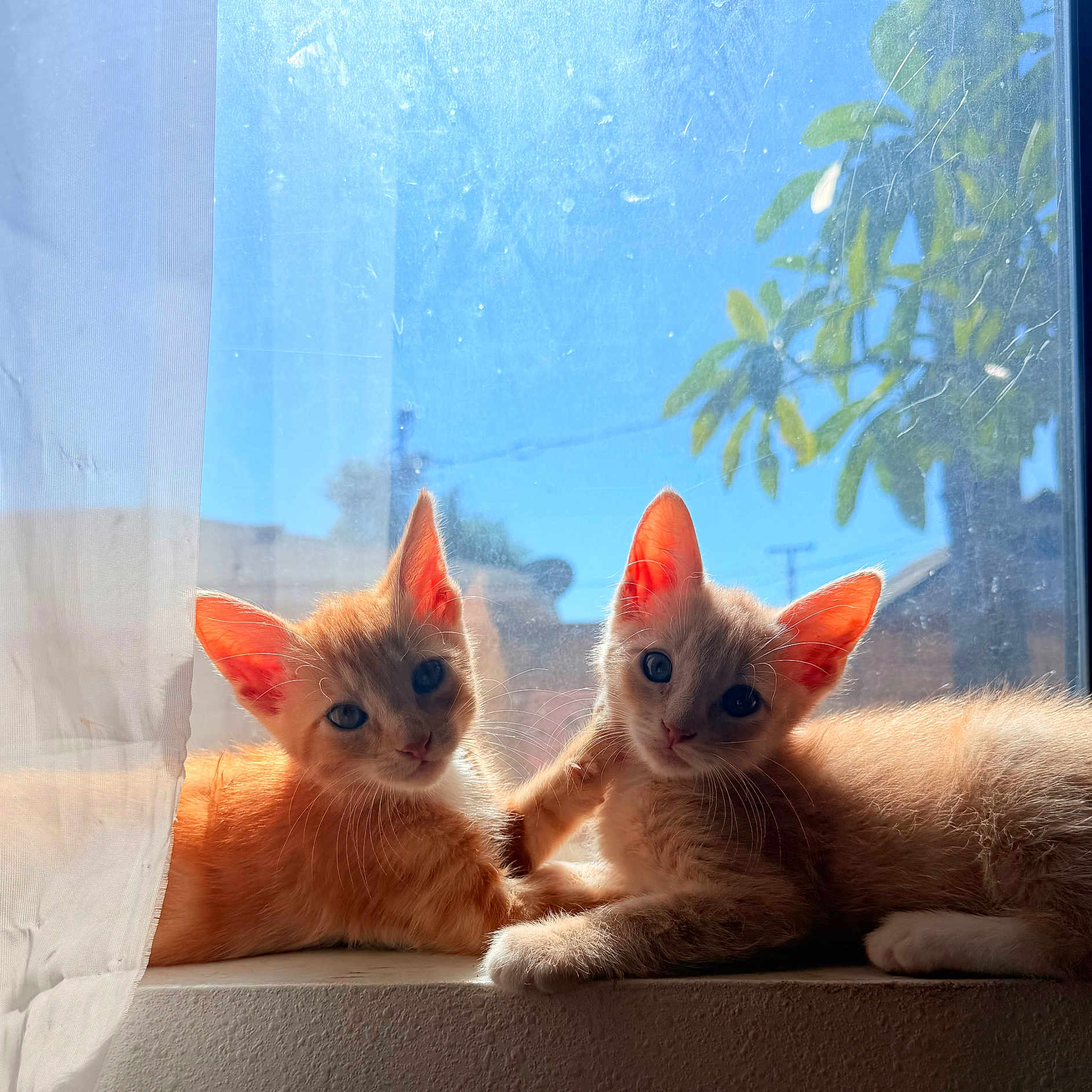 Cleo Loki is registered to the contest to win money with this photo: animals, cat, close_up, curious, curtain, cute, feline, ginger_cat, green_leaves, indoor, kitten, orange_fur, outdoor_view, pets, portrait, relaxed, sunlight, two_cats, window, windowsill