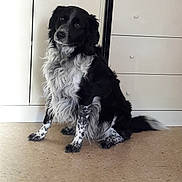 Blake a rejoint le concours — aidez-le/la à gagner de superbes lots ! dog, black_and_white, speckled_legs, fluffy, sitting, indoor, floor, cabinet, curious, pet, animal, fur, portrait, canine, household, companion, looking, cute, domestic, friendly