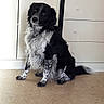dog, black_and_white, speckled_legs, fluffy, sitting, indoor, floor, cabinet, curious, pet, animal, fur, portrait, canine, household, companion, looking, cute, domestic, friendly
