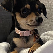 India joined the competition — help win amazing prizes! bell, blanket, chihuahua, closeup, collar, couch, cozy, cute, dog, eyes, fur, grey_background, indoor, paws, pet, portrait, puppy, relaxed, snout, whiskers