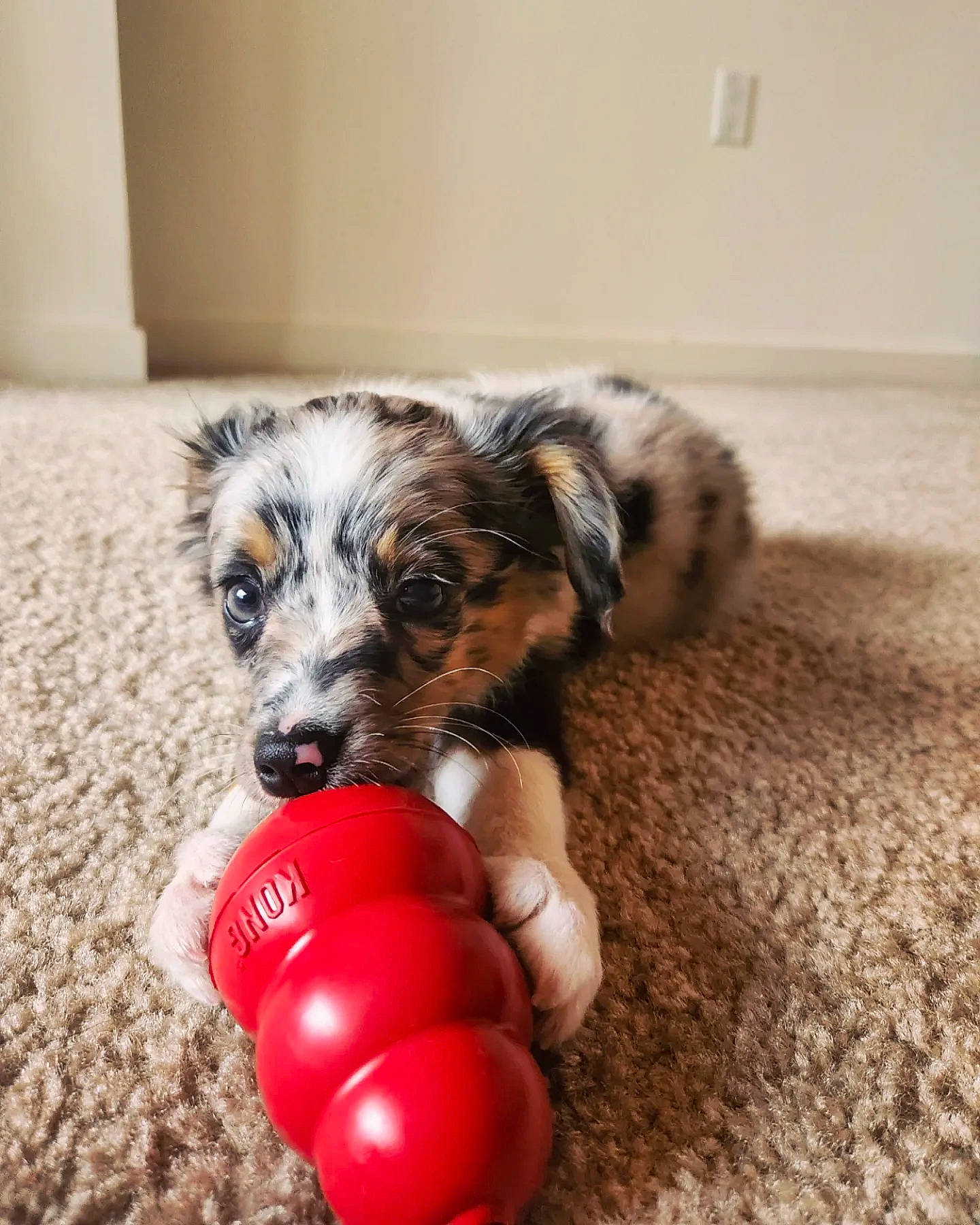 Sandía is registered to the contest to win money with this photo: ball, canidae, carnivore, companion_dog, dog, dog_breed, dog_supply, dog_toy, flooring, fur, liver, paw, puppy, puppy_love, small_terrier, snout, sporting_group, toy_dog, working_animal, working_dog