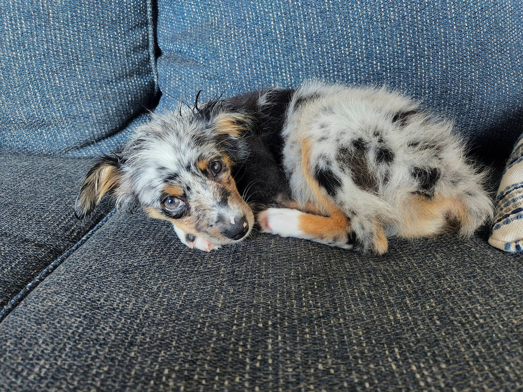 Sandía joined the competition — help win amazing prizes! canidae, carnivore, comfort, companion_dog, dog, dog_breed, electric_blue, fur, paw, snout, sporting_group, tail, terrestrial_animal, working_animal, working_dog