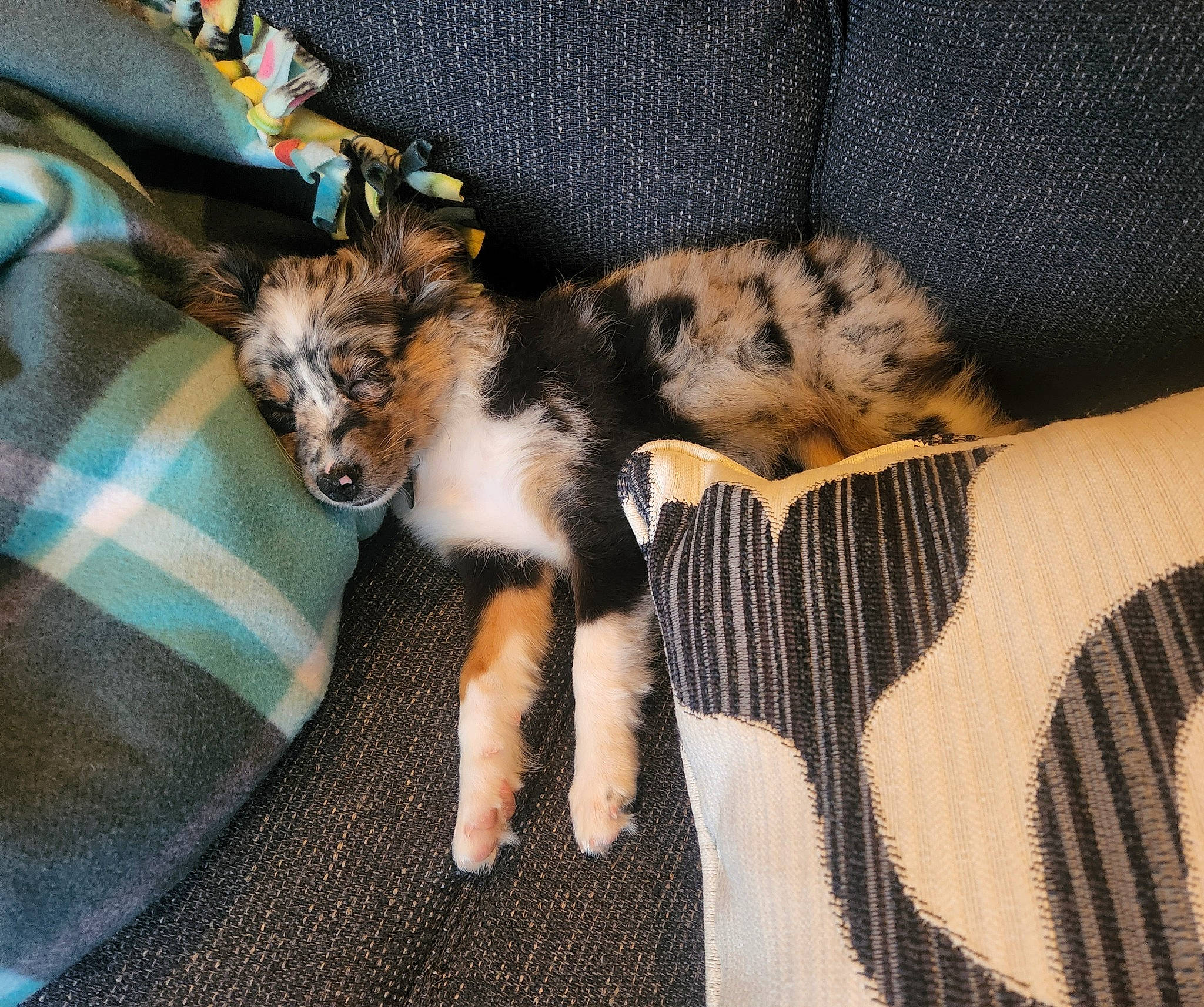 Sandía joined the competition — help win amazing prizes! carnivore, claw, comfort, companion_dog, couch, dog, dog_breed, fawn, felidae, fur, linens, paw, small_to_medium_sized_cats, snout, sporting_group, tail, terrier, textile, toy_dog, whiskers